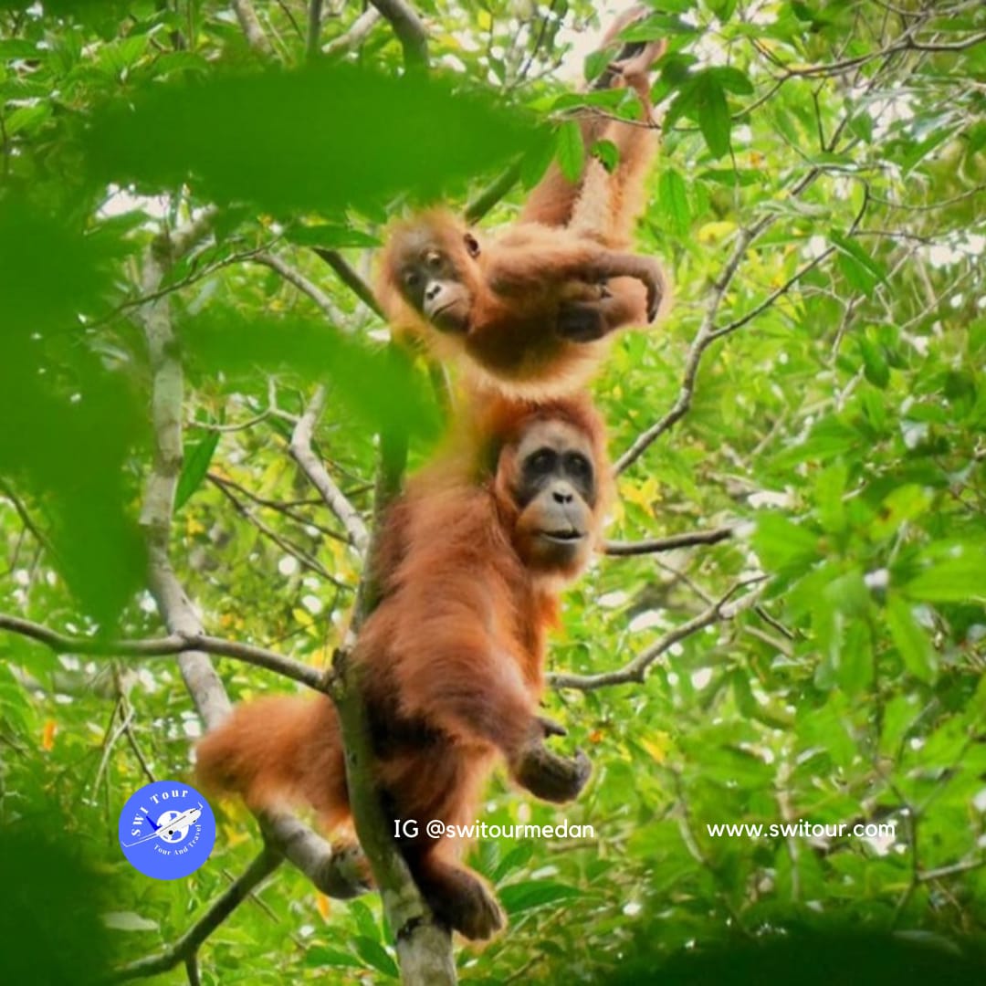 pakej percutian ke bukit lawang
