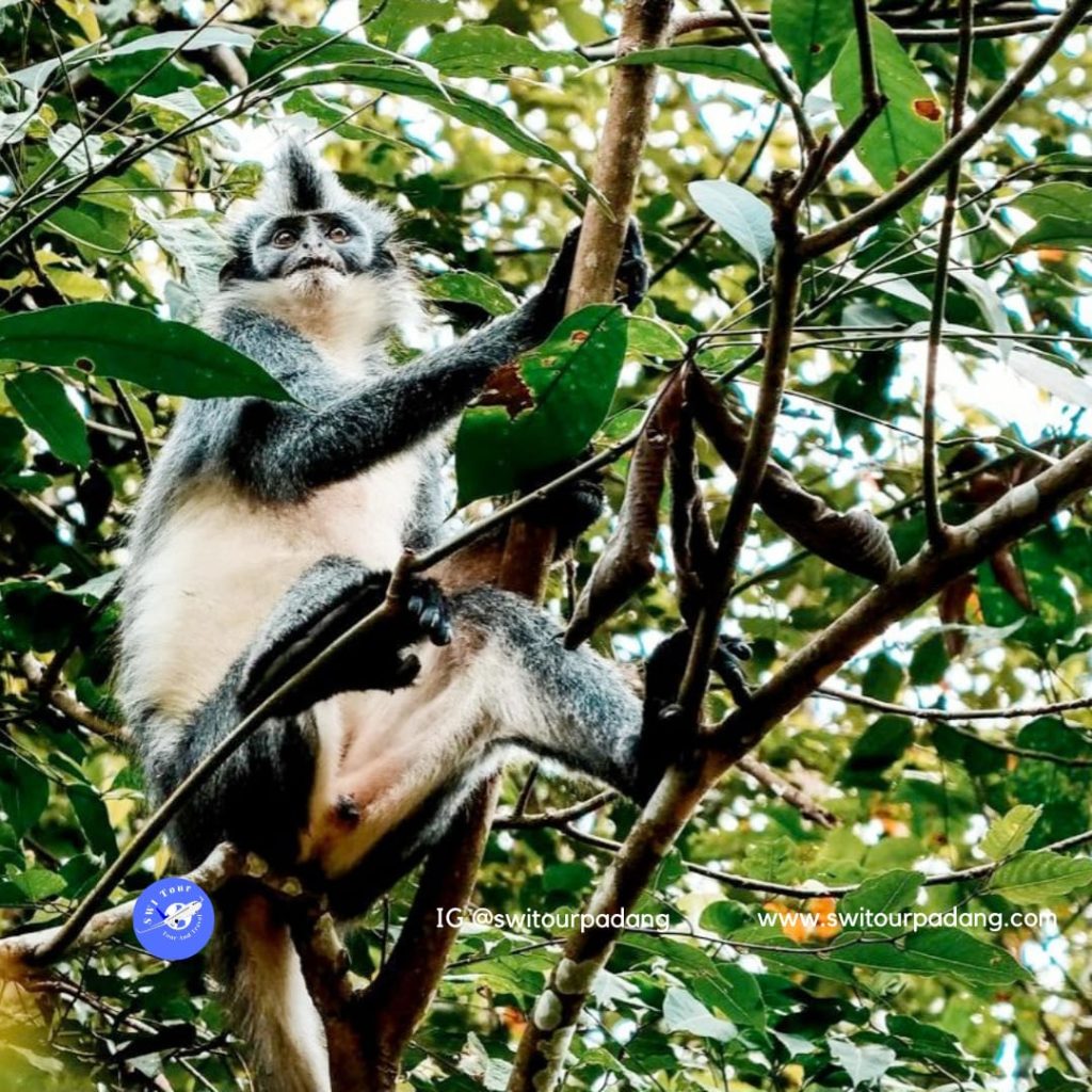 pakej percutian ke bukit lawang