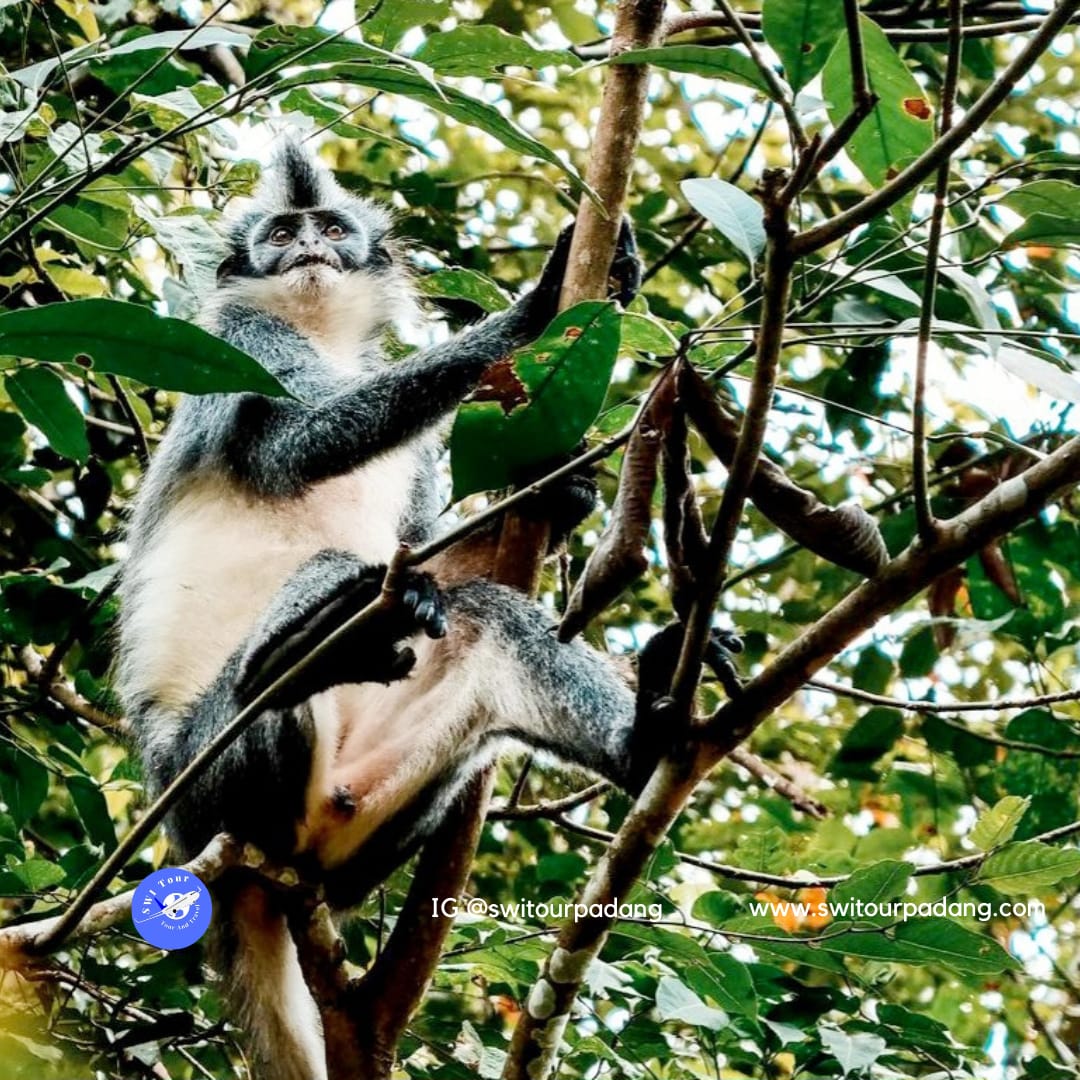 pakej percutian ke bukit lawang