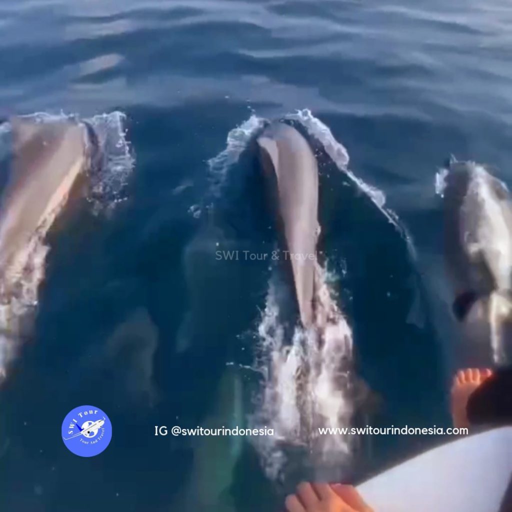Sabang Dolphin Watching