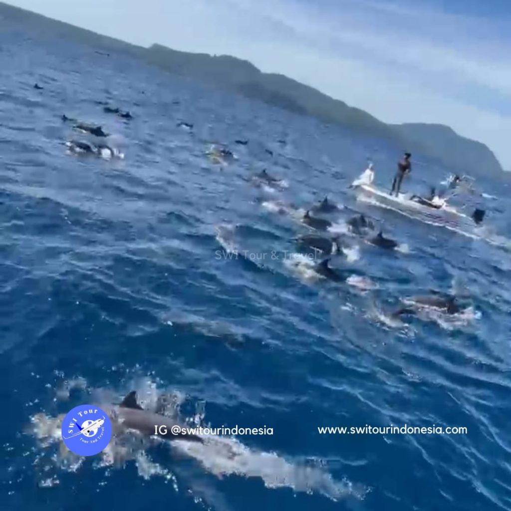 Sabang Dolphin Trip