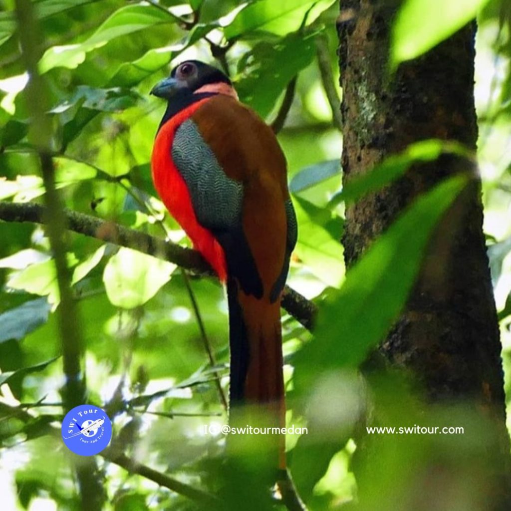 pakej percutian ke bukit lawang