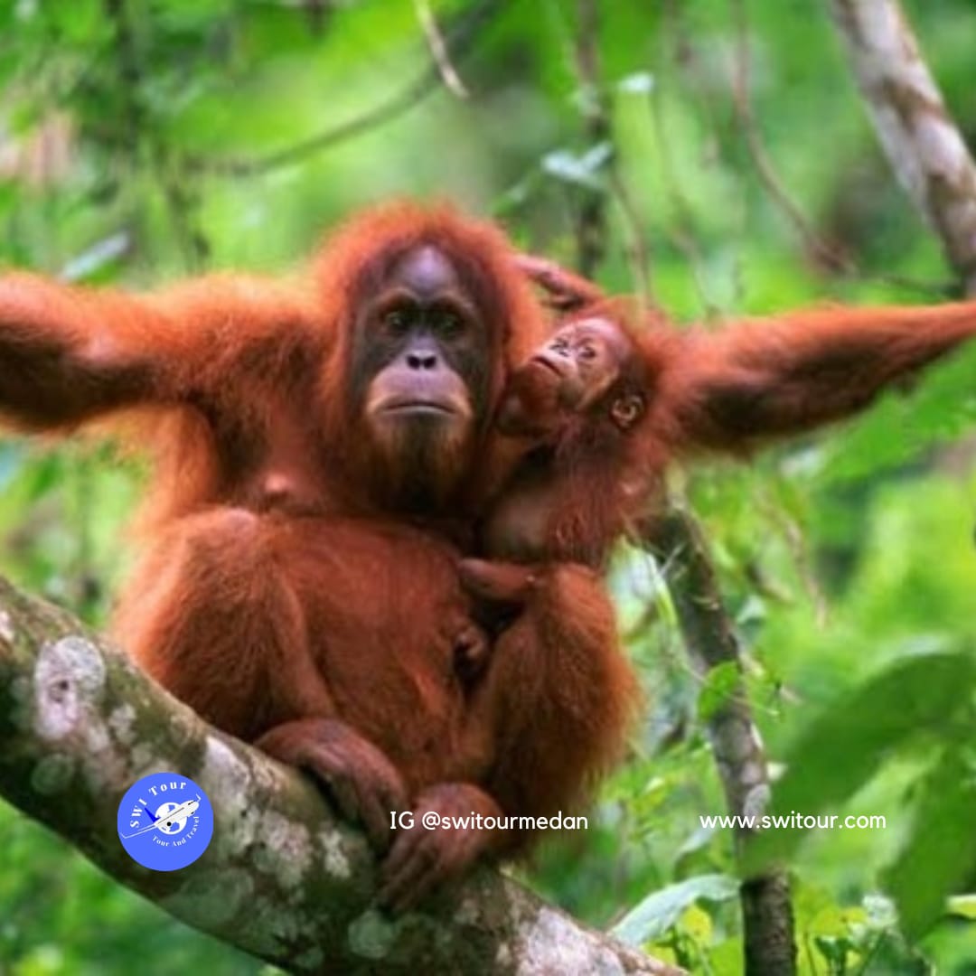 pakej kembara orangutan bukit lawang
