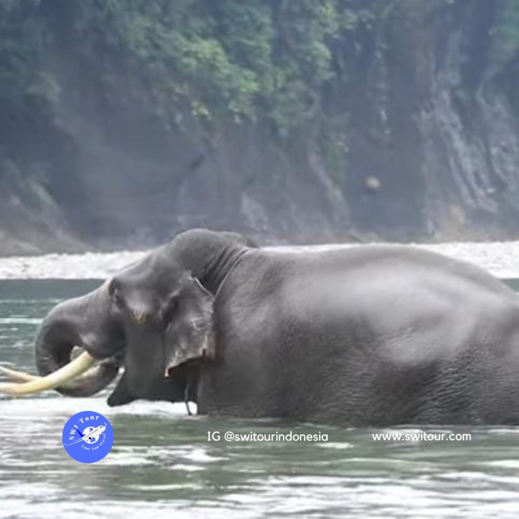 pakej percutian ke tangkahan